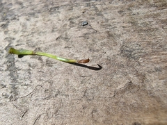 Phaeoceros carolinianus