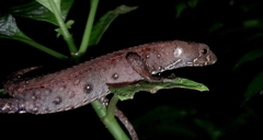 Gelanesaurus flavogularis