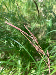 Carex stricta