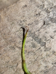 Phaeoceros carolinianus