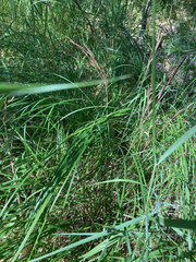 Carex stricta
