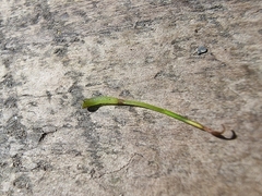 Phaeoceros carolinianus