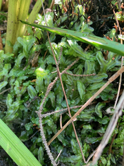 Pallavicinia lyellii