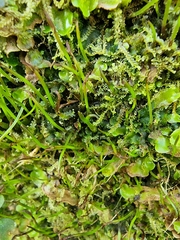 Phaeoceros carolinianus