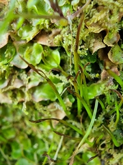 Phaeoceros carolinianus