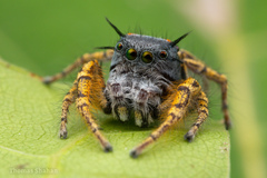 Phidippus mystaceus