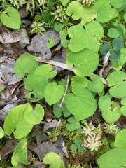 Viola renifolia