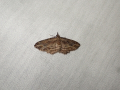 Chloroclystis filata