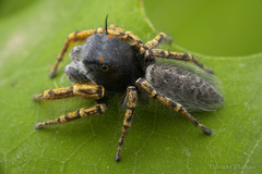 Phidippus mystaceus