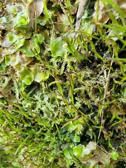 Phaeoceros carolinianus