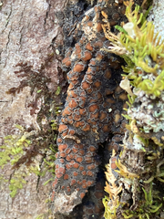 Protopannaria pezizoides