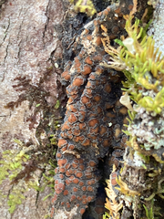 Protopannaria pezizoides