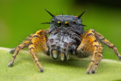 Phidippus mystaceus