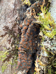 Protopannaria pezizoides