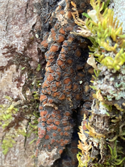 Protopannaria pezizoides