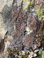 Protopannaria pezizoides