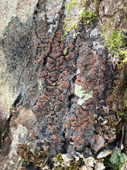 Protopannaria pezizoides