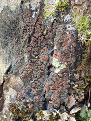 Protopannaria pezizoides