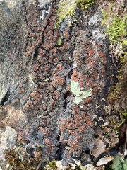 Protopannaria pezizoides