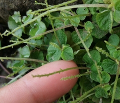 Peperomia hispiduliformis