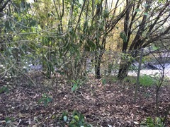 Melicytus ramiflorus