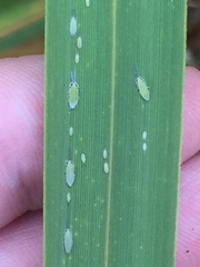 Thripsaphis foxtonensis