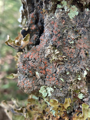 Protopannaria pezizoides