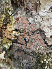 Protopannaria pezizoides