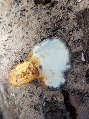Hypomyces aurantius