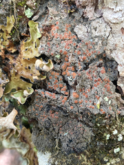 Protopannaria pezizoides