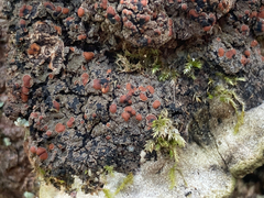 Protopannaria pezizoides