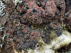 Protopannaria pezizoides