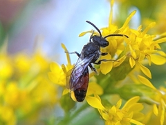 Sphecodes davisii