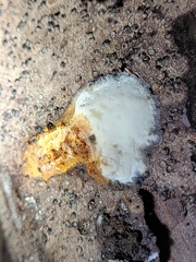 Hypomyces aurantius