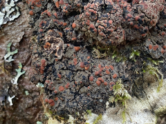 Protopannaria pezizoides