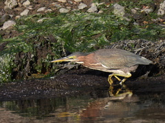 Butorides virescens