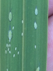 Thripsaphis foxtonensis