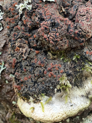 Protopannaria pezizoides