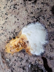 Hypomyces aurantius