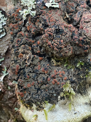 Protopannaria pezizoides