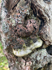 Protopannaria pezizoides