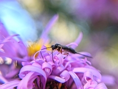 Ichneumonoidea