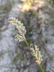 Froelichia floridana