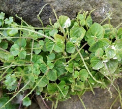 Peperomia hispiduliformis