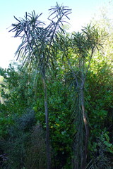 Pseudopanax ferox
