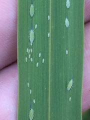 Thripsaphis foxtonensis