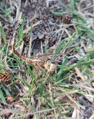 Rhionaeschna bonariensis