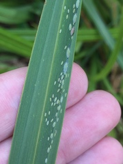 Thripsaphis foxtonensis