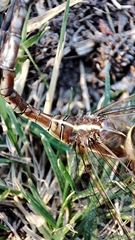 Rhionaeschna bonariensis