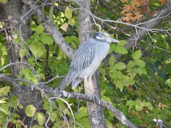 Nyctanassa violacea